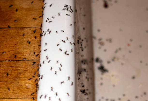 Best Spider Control Near Me  in Rockledge, FL